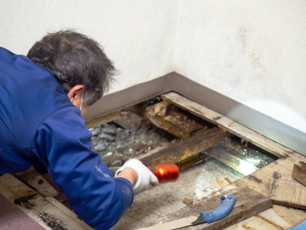 Best Basement Mold Remediation in Mukwonago, WI