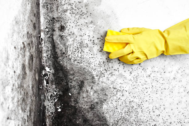 Best Basement Mold Remediation in Mukwonago, WI