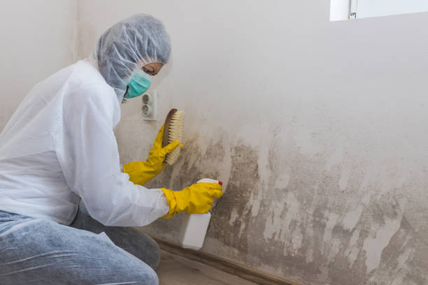 Best Insurance-Related Mold Remediation in Mukwonago, WI