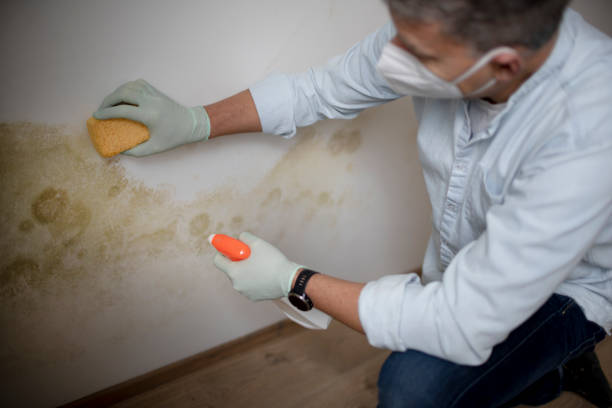 Best Post-Flood Mold Remediation in Mukwonago, WI