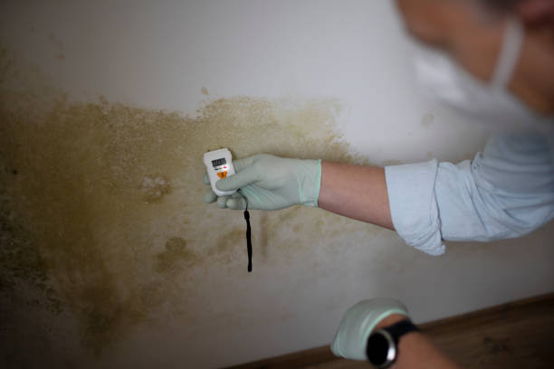 Best Post-Flood Mold Remediation in Mukwonago, WI