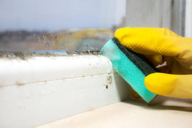 Best Residential Mold Remediation in Mukwonago, WI