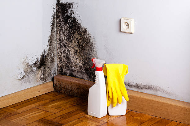 Best Residential Mold Remediation in Mukwonago, WI