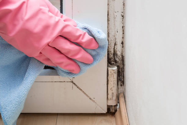 Best Insurance-Related Mold Remediation in Mukwonago, WI