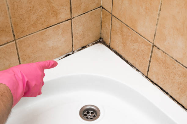 Best Commercial Mold Remediation in Mukwonago, WI