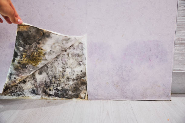 Best DIY Mold Remediation Support Services in Mukwonago, WI